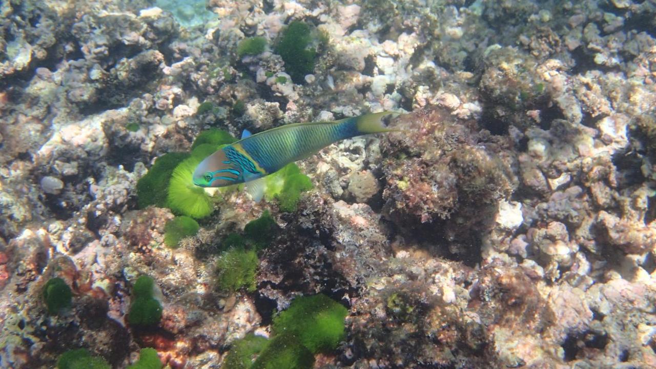 Villa Anse La Blague Baie Sainte Anne Dış mekan fotoğraf