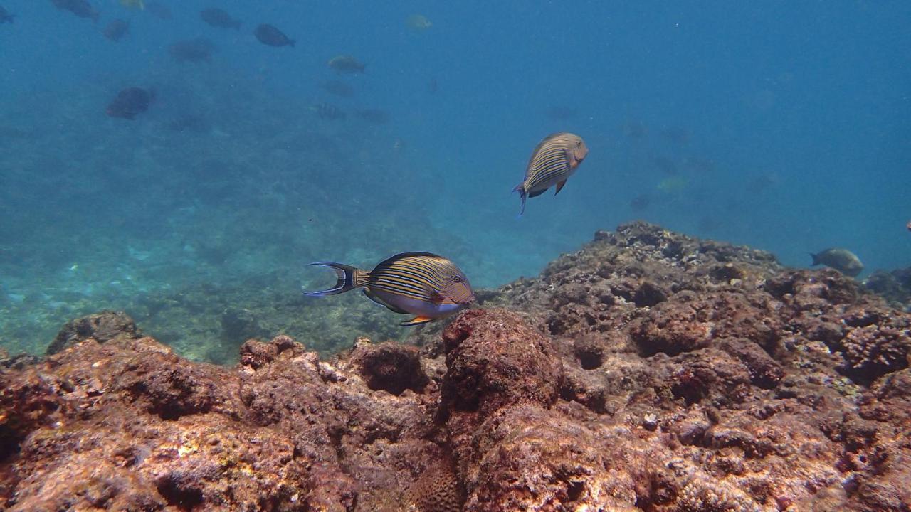 Villa Anse La Blague Baie Sainte Anne Dış mekan fotoğraf