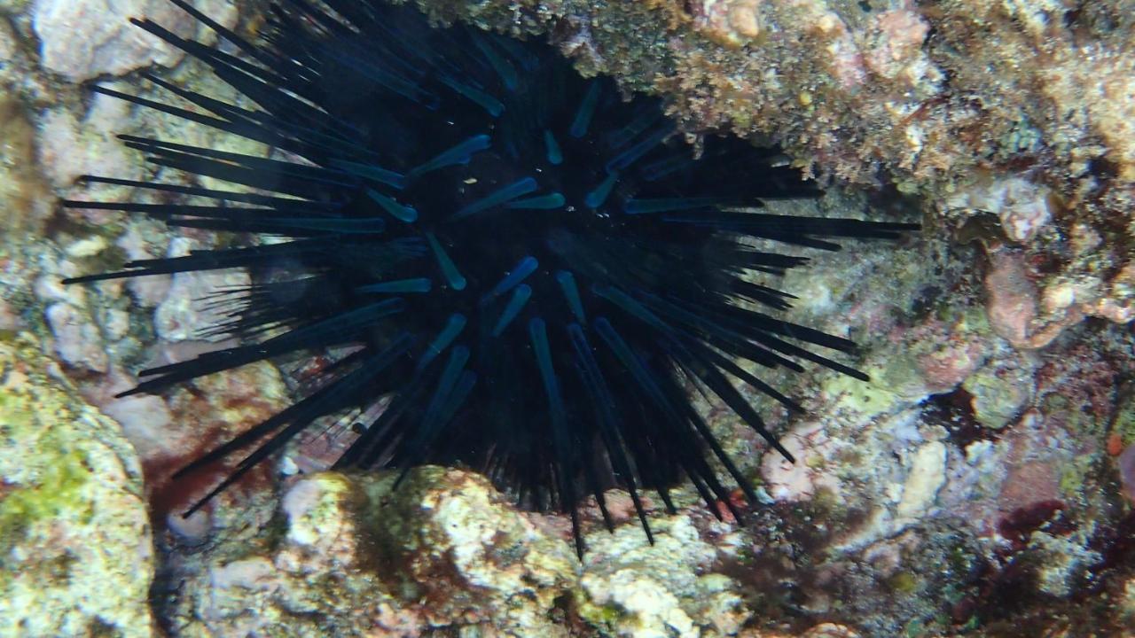 Villa Anse La Blague Baie Sainte Anne Dış mekan fotoğraf