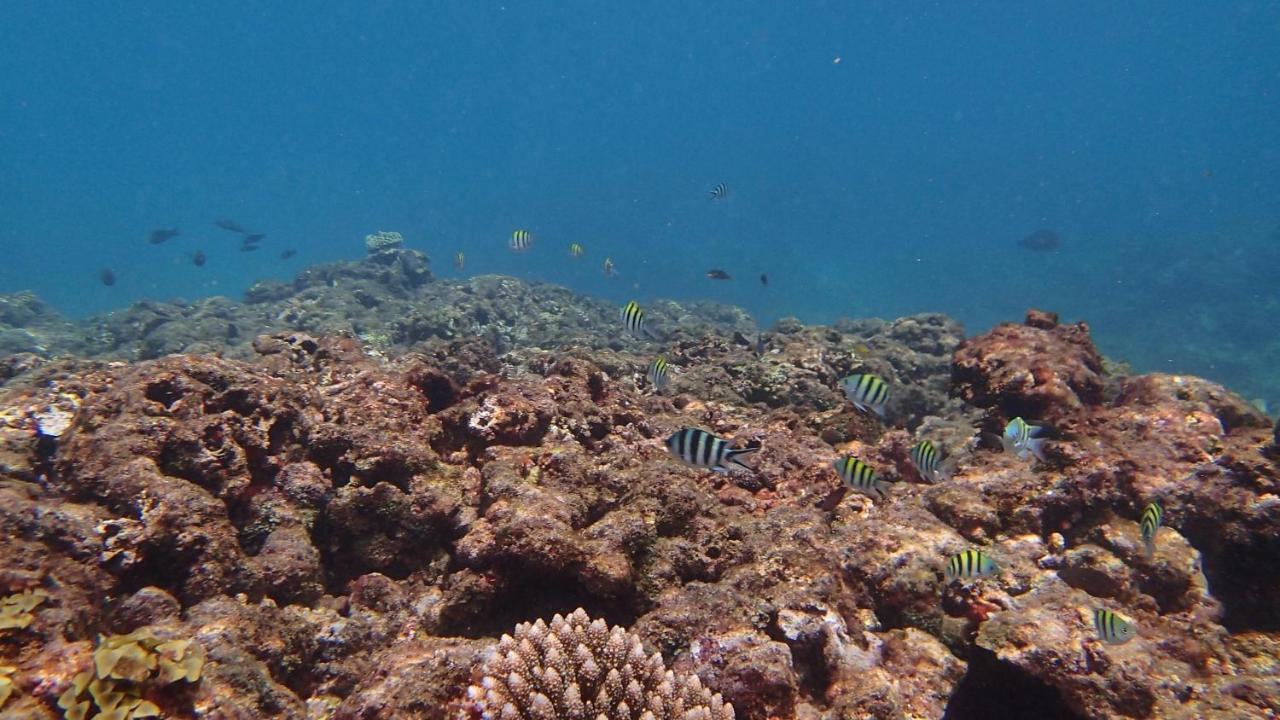 Villa Anse La Blague Baie Sainte Anne Dış mekan fotoğraf