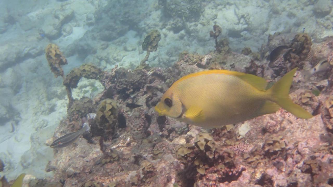 Villa Anse La Blague Baie Sainte Anne Dış mekan fotoğraf